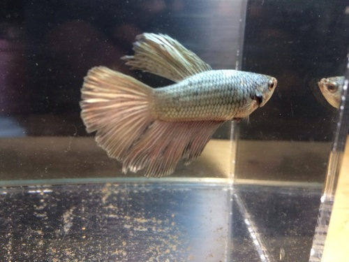 熱帯魚 ベタの里親募集 ダトニオ 東村山のその他の里親募集 ジモティー