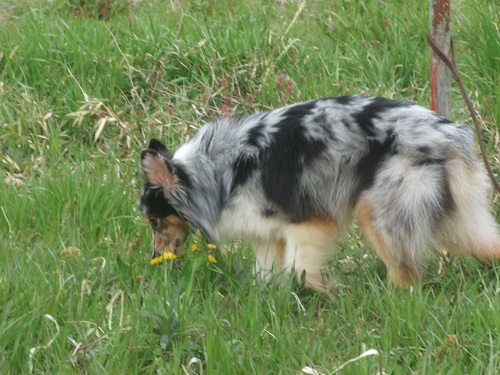 オーストラリアン シェパード３歳の里親さんを募集中 ワトソン 大網のその他の里親募集 ジモティー