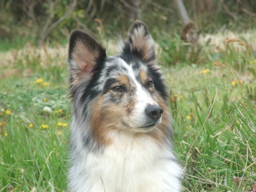 オーストラリアン シェパード３歳の里親さんを募集中 ワトソン 大網のその他の里親募集 ジモティー