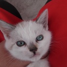 少し色の薄い三毛のメス(生後約１ヶ月)  - 猫