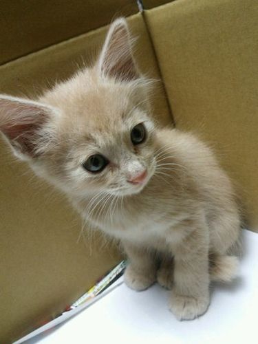 ミルクティー色の男の子 ハッチー 静岡の猫の里親募集 ジモティー