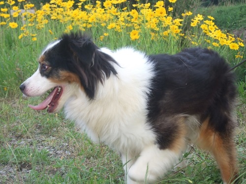 オーストラリアン シェパードメス４ ワトソン 国吉のその他の里親募集 ジモティー