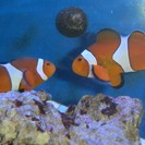 ニモ達と水槽一式