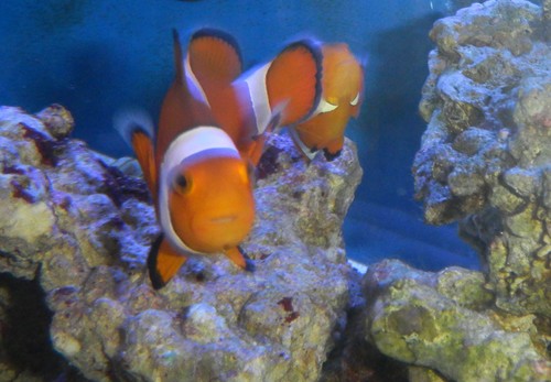 ニモ達と水槽一式