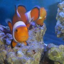 ニモ達と水槽一式