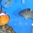 ニモ達と水槽一式