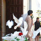 冠婚葬祭・各種イベントで飛ばす白い鳩ならハトの宅配便にお任せ下さいの画像