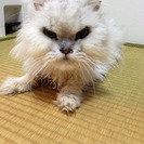 あと数日　期限今月末　兵庫近郊　猫の一時預かり＆里親募集 