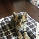 生後1~2ヶ月くらい?子猫の里親募集 − 岐阜県