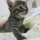 おっとりしたふわふわの子猫（メス：2か月）里親さん募集しています！
