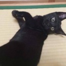 黒猫の子猫☆の画像