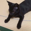 黒猫の子猫☆ - 猫