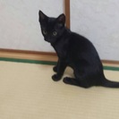 黒猫の子猫☆ − 高知県