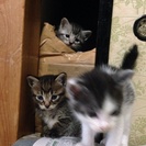 生後4週の子猫3匹います。里親募集です。（≧∇≦）の画像