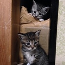 生後4週の子猫3匹います。里親募集です。（≧∇≦） - 熊谷市