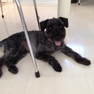 北海道 伊達市の犬の里親募集 ジモティー