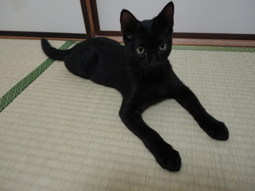 生後約３ヶ月の黒猫ちゃん（オス）です。もらってください。 (たっく 