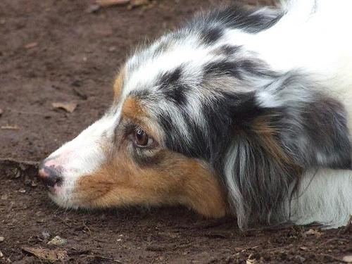 オーストラリアン シェパード ワトソン 国吉のその他の里親募集 ジモティー