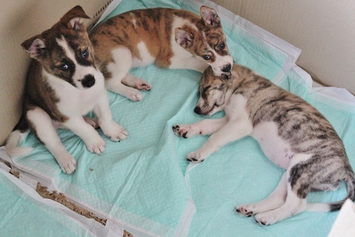雑種の子犬 里親を募集します Mimimino 尾道の犬の里親募集 ジモティー