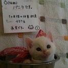 生まれたての７つ子の猫ちゃん