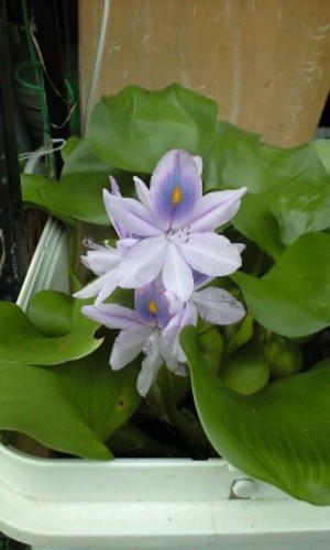 メダカ 浮き草 現在５名 メダカ終了 元祖仙人 八千代のその他の里親募集 ジモティー