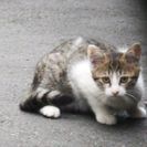 【里親さんが決まりました】仔猫の里親募集 − 神奈川県