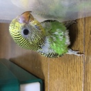 インコ　ヒナ