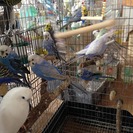 セキセイインコ　親集団　若ファロー