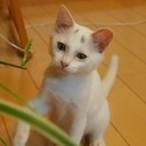 生後３か月の白猫ちゃん