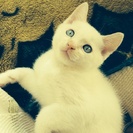 真っ白な生後２ヶ月の白猫♂ - 猫