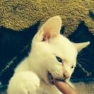 真っ白な生後２ヶ月の白猫♂ − 福島県
