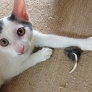 白とグレーの眉の子猫 − 埼玉県