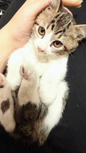 野良猫の赤ちゃん ２ヶ月くらい ひろ 見沼代親水公園の猫の里親募集 ジモティー
