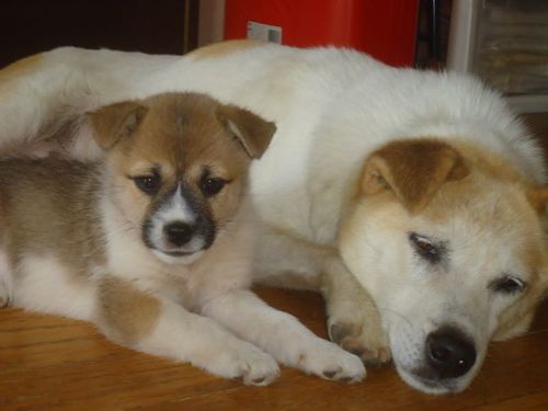 里親募集垂れ耳のかわいい犬です 青空 北本のその他の里親募集 ジモティー