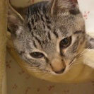 キジトラ・雄・2歳4か月の甘えん坊ネコ可愛がってください。