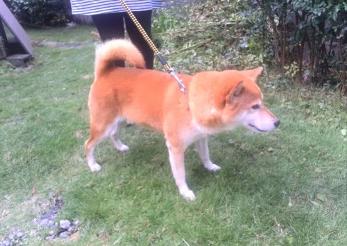 柴犬9歳メス名前りり ふゆ 沼津の犬の里親募集 ジモティー 柴犬9歳メス名前りり ふゆ 沼津の犬の里親募集 ジモティー