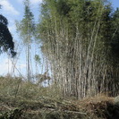 マ竹、破竹、キンジク他、４００坪分伐採済