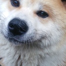 秋田犬１歳の男の子ですの画像