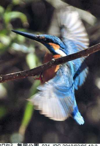 Nikonデジタル一眼レフカメラ用 400mm望遠ズームレンズで野鳥や