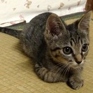 里親募集　三ヶ月くらいのオスの子猫　人懐っこく可愛い子です