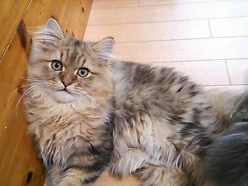 茅ヶ崎の猫カフェ ねこのすみか のアルバイト募集 ねこのすみか 茅ケ崎のその他の無料求人広告 アルバイト バイト募集情報 ジモティー 茅ヶ崎の猫カフェ ねこのすみか のアルバイト募集 ねこのすみか 茅ケ崎のその他の無料求人広告 アルバイト バイト募集情報 ジモティー