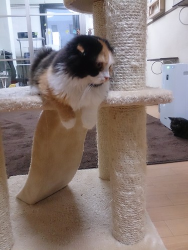 茅ヶ崎の猫カフェ ねこのすみか のアルバイト募集 ねこのすみか 茅ケ崎のその他の無料求人広告 アルバイト バイト募集情報 ジモティー 茅ヶ崎の猫カフェ ねこのすみか のアルバイト募集 ねこのすみか 茅ケ崎のその他の無料求人広告 アルバイト バイト募集情報 ジモティー