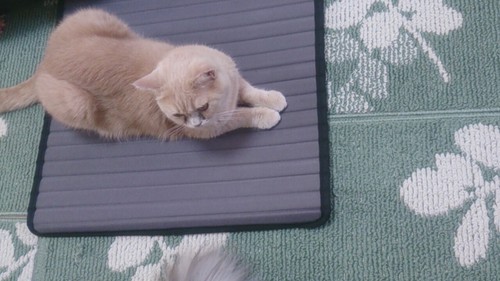 茅ヶ崎の猫カフェ ねこのすみか のアルバイト募集 ねこのすみか 茅ケ崎のその他の無料求人広告 アルバイト バイト募集情報 ジモティー 茅ヶ崎の猫カフェ ねこのすみか のアルバイト募集 ねこのすみか 茅ケ崎のその他の無料求人広告 アルバイト バイト募集情報 ジモティー