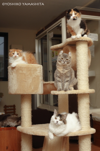 茅ヶ崎の猫カフェ ねこのすみか のアルバイト募集 ねこのすみか 茅ケ崎のその他の無料求人広告 アルバイト バイト募集情報 ジモティー