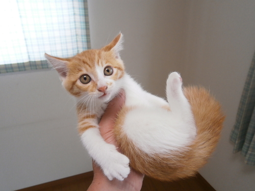 ８月１７日生まれの茶白トラの雌の子です 里親様募集しております Nekoyama 栃木の猫の里親募集 ジモティー