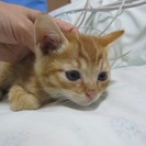 殺処分を免れました　１ヶ月〜２ヶ月の可愛い子猫達（茶トラ、薄三毛、シャム系ミックス等）の画像