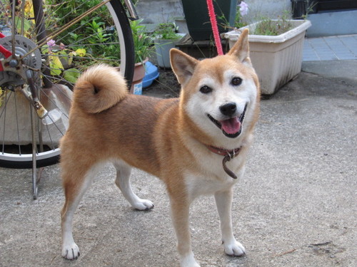 柴犬女の子５歳もらってください あかね その他の柴犬の里親募集 ジモティー