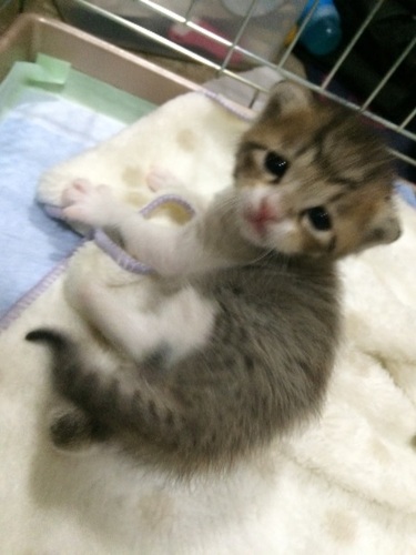 とっても可愛いキジ白 の子猫ちゃん テトさん 大阪の猫の里親募集 ジモティー