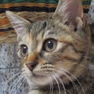 子猫の里親さん募集◆キジトラ子猫♀チカちゃん − 千葉県