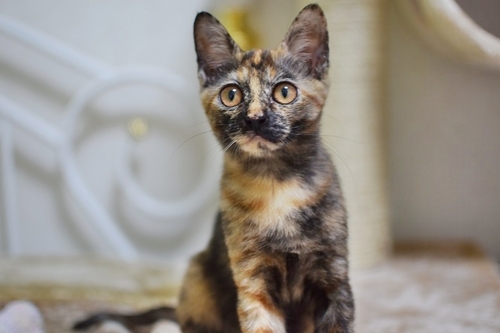 愛嬌たっぷりのかわいいサビ猫 生後5ヶ月 Nekofuwari 豊中の猫の里親募集 ジモティー